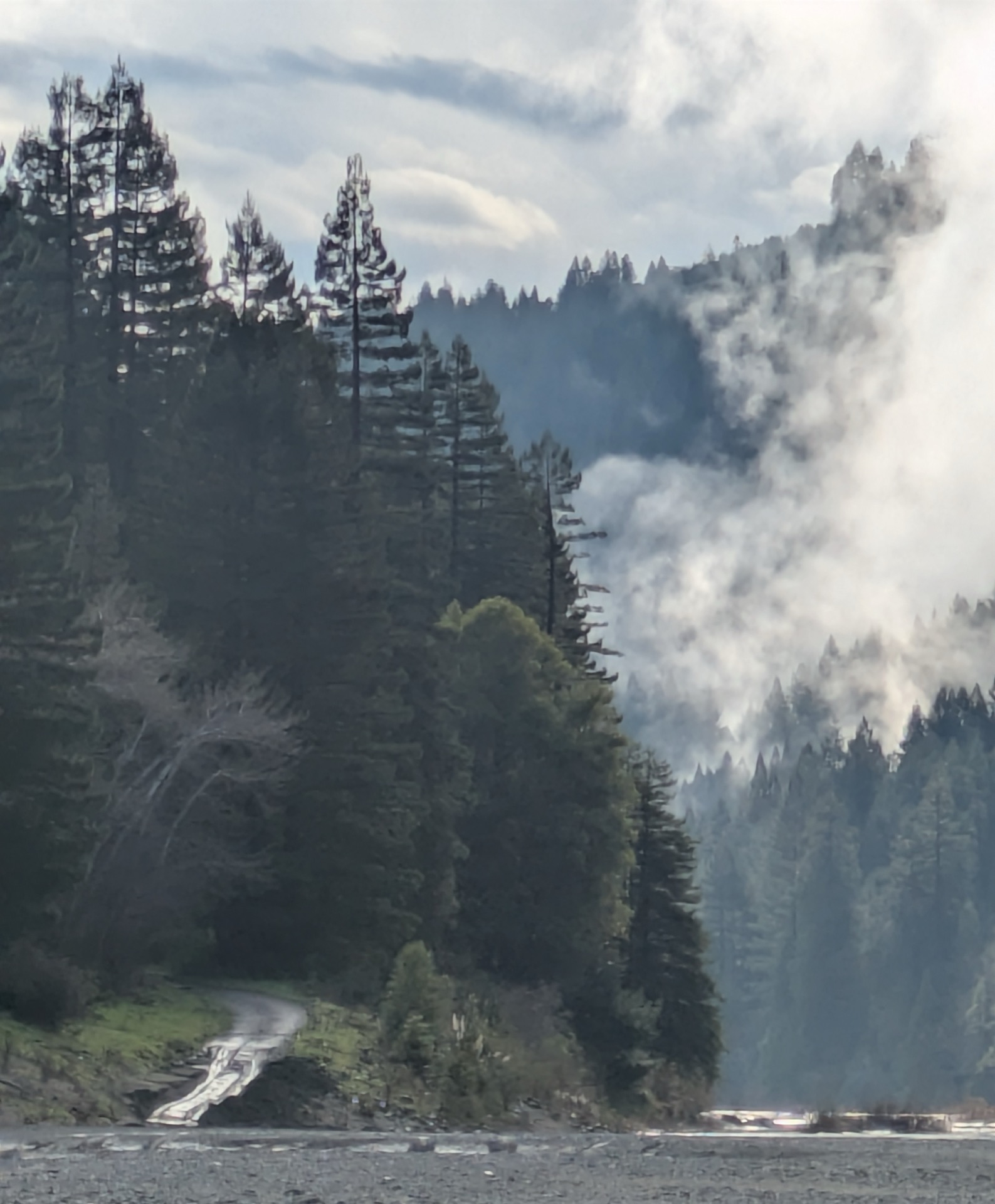 Mist rising through the Redwoods along the river