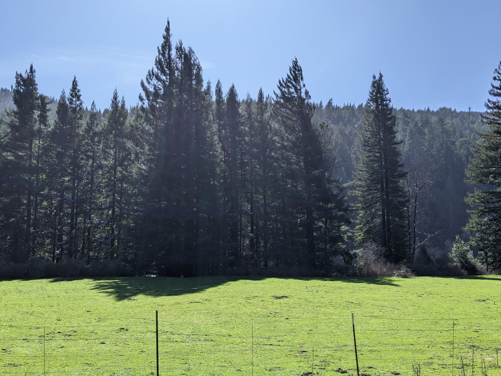 The Oronovo Redwood forest