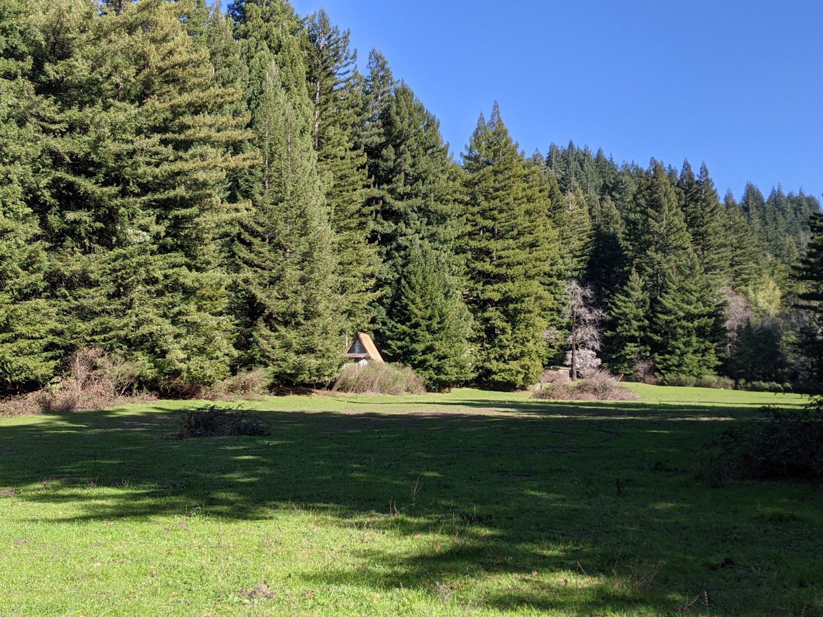 Ancient Redwoods at Oronovo