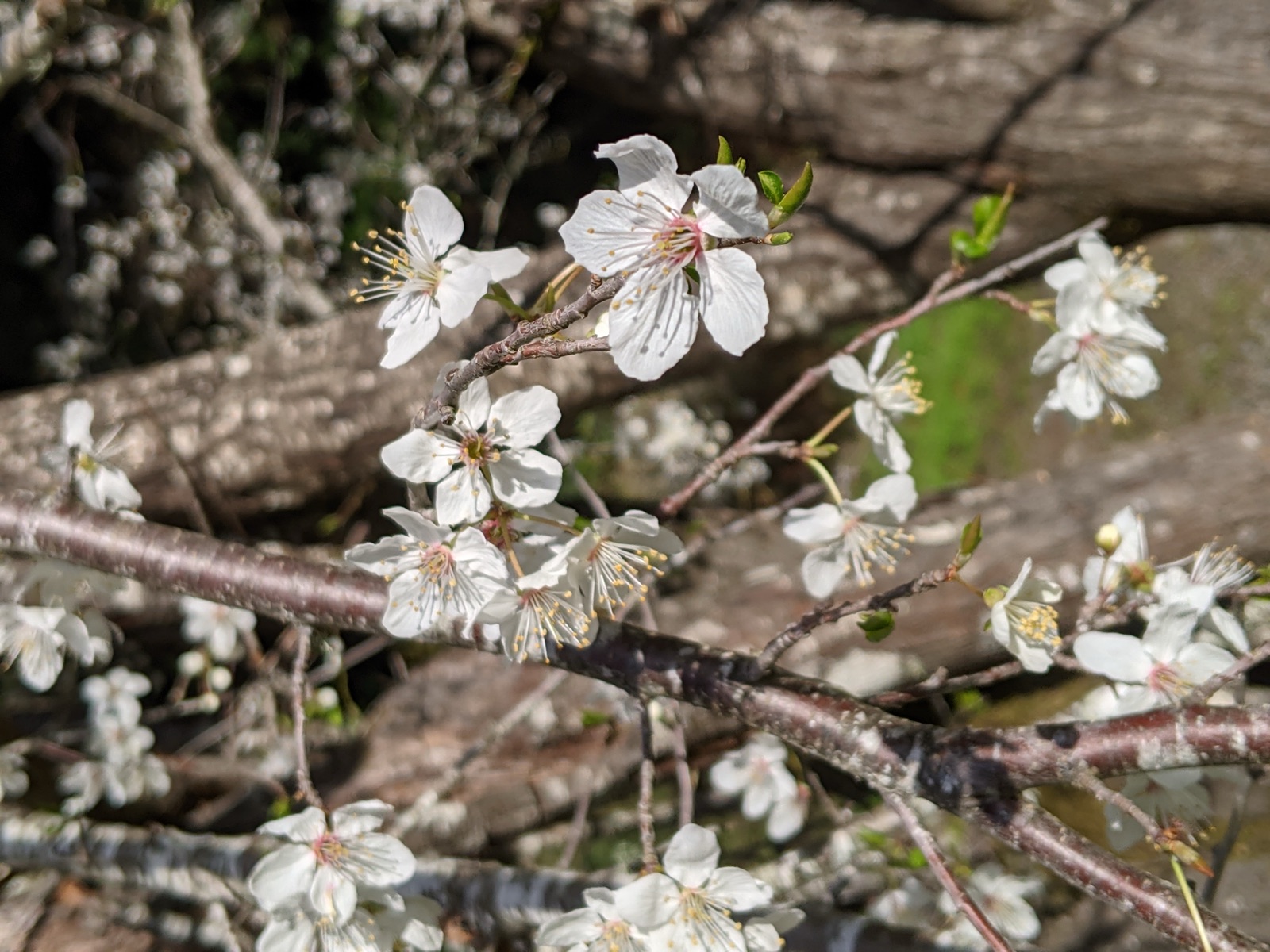 Forest light through the Redwoods