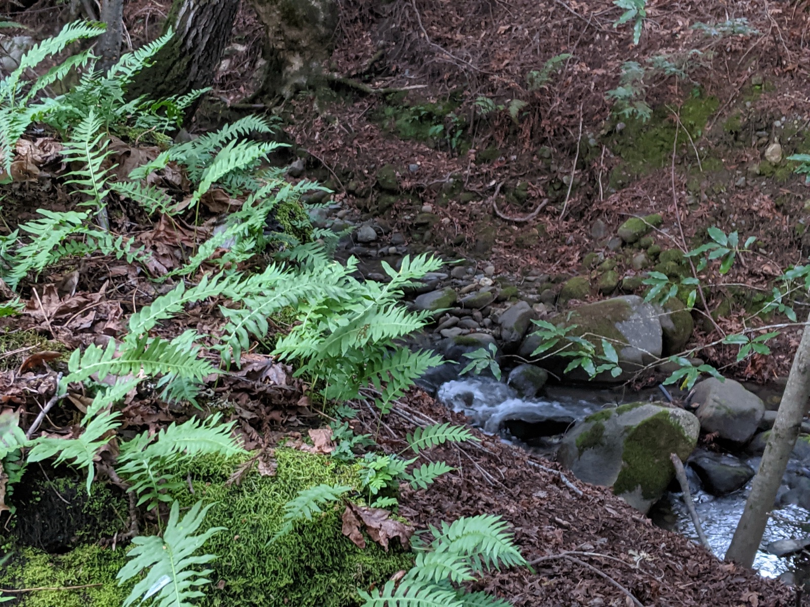 Morning in the Redwoods