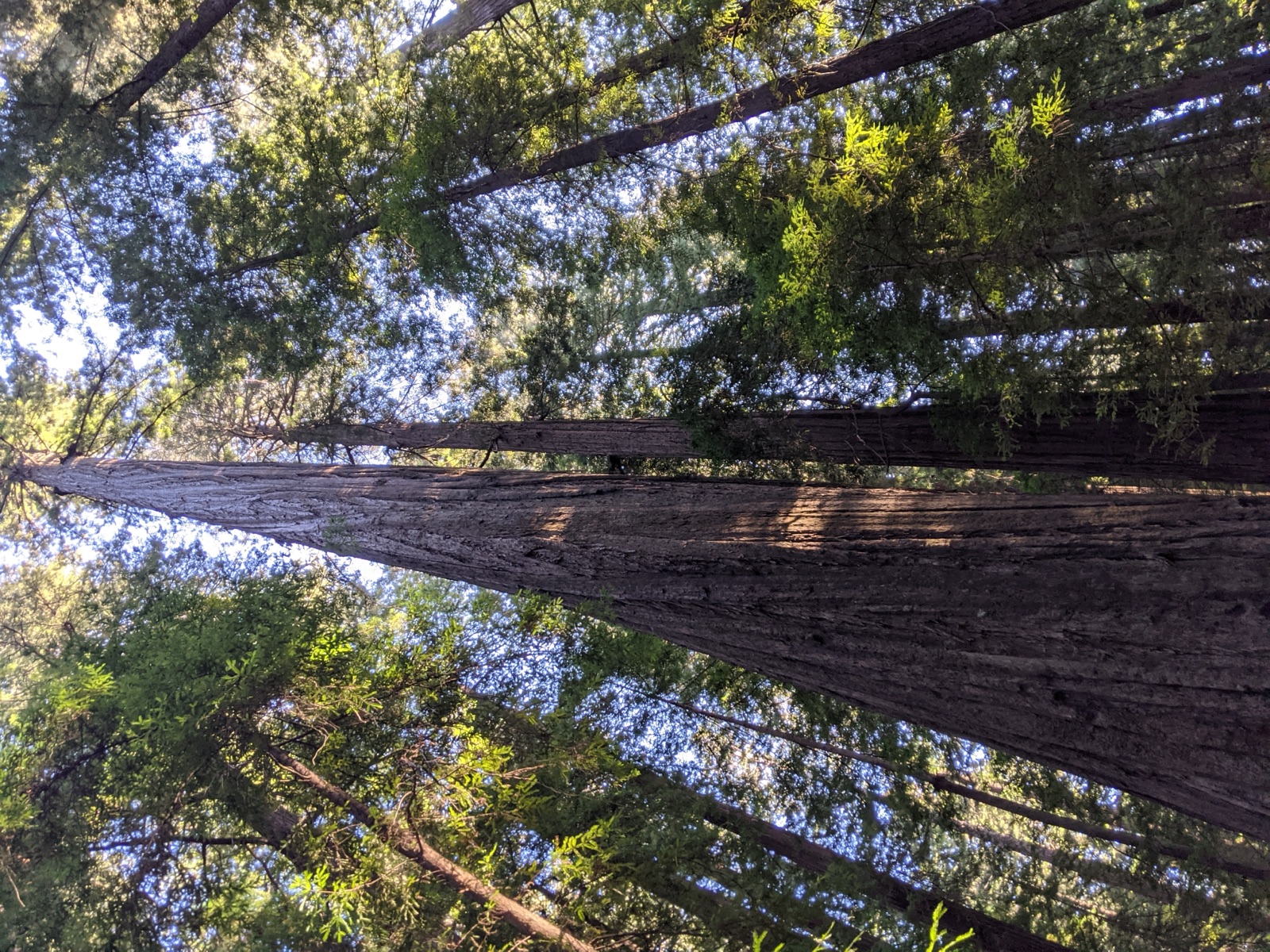 The forest at Oronovo