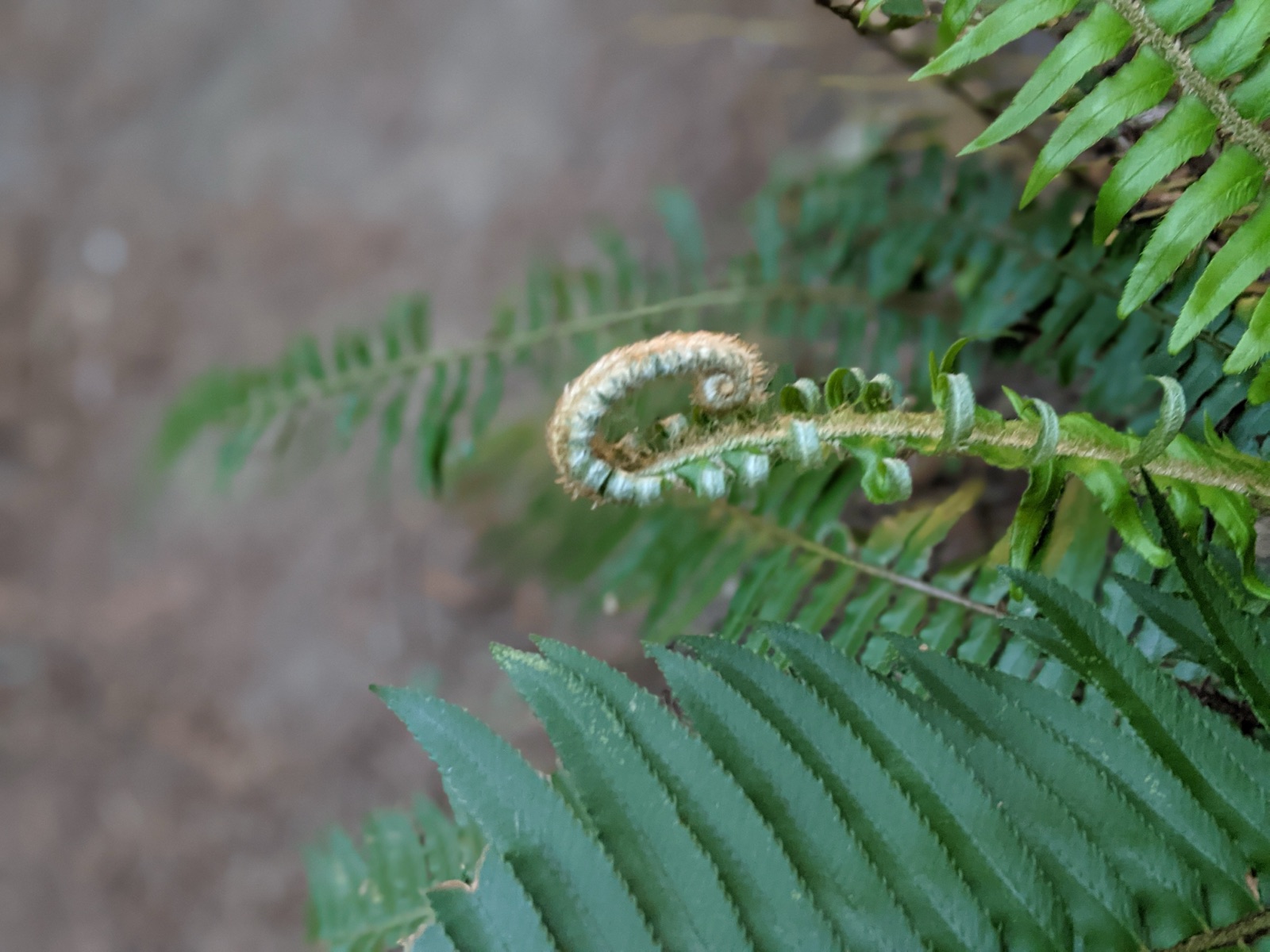 Redwood ferns and forest floor