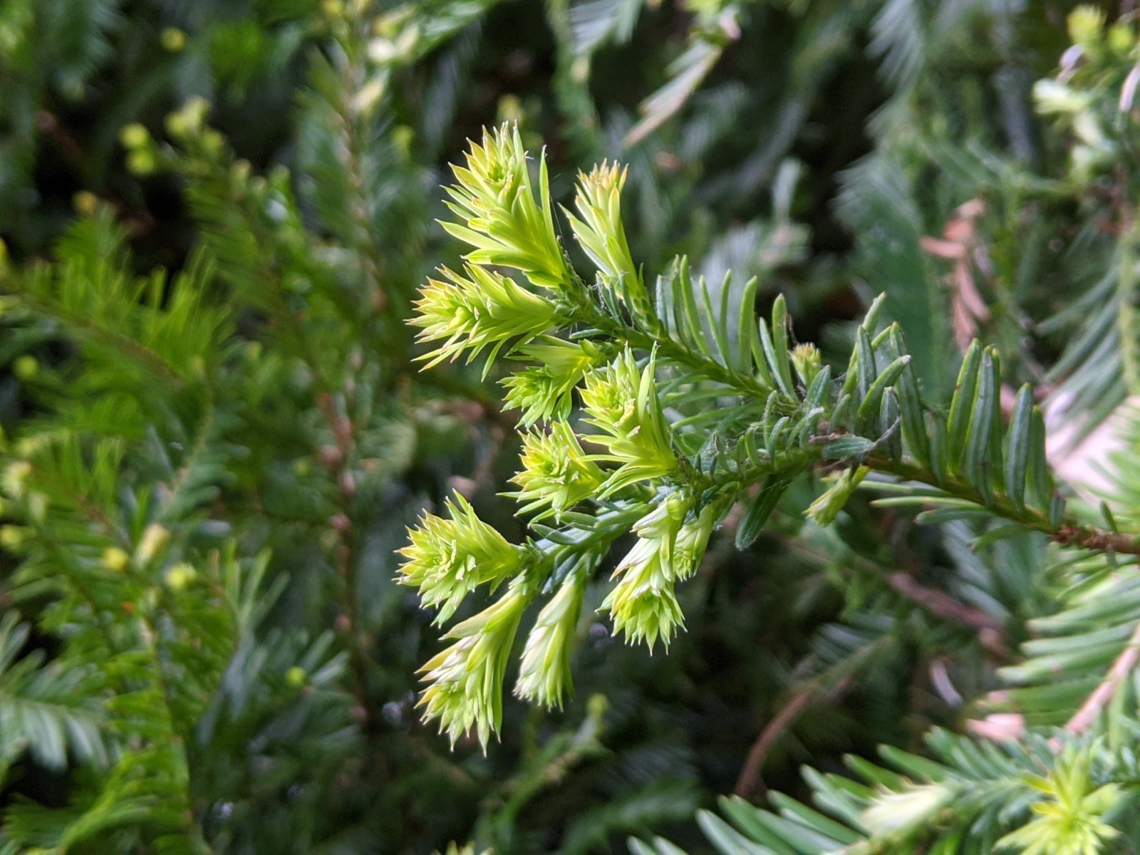 Filtered light — Oronovo Redwoods