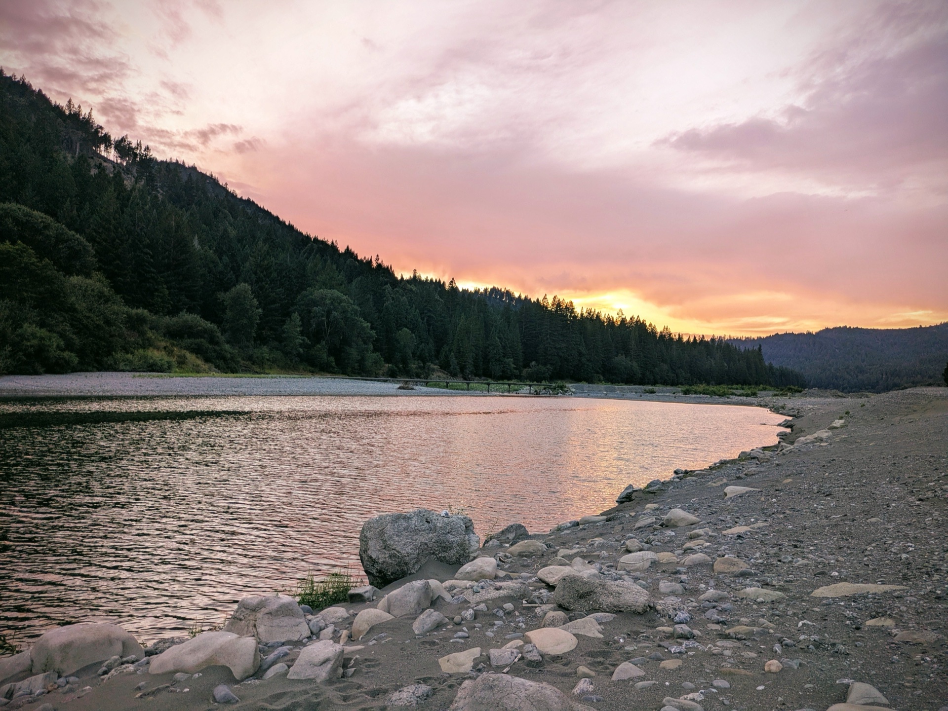Maine Coon kitten among ancient Redwood trees
