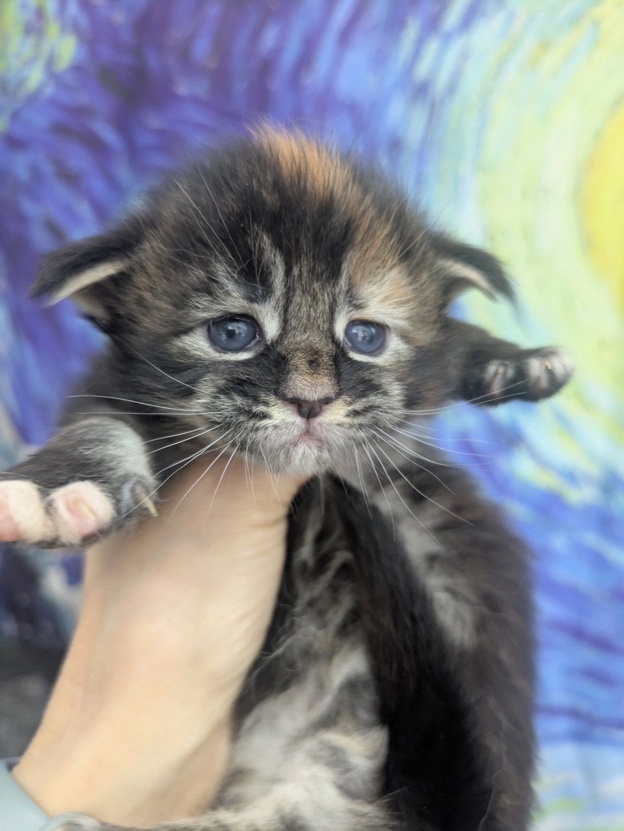 Clove — female kitten