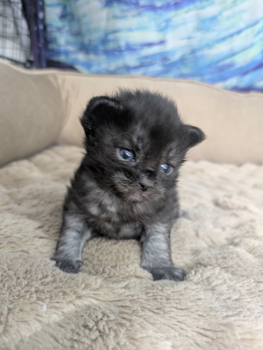 Poppy — female kitten