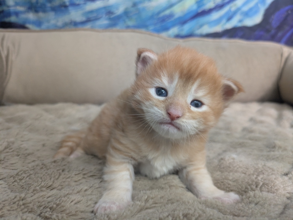 Pumpkin — male kitten