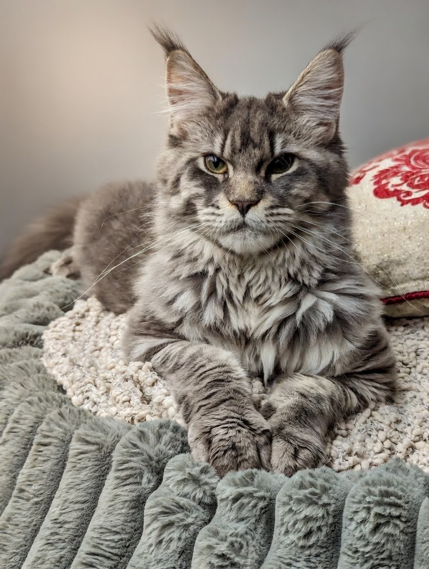 Margherita — Oronovo Queen